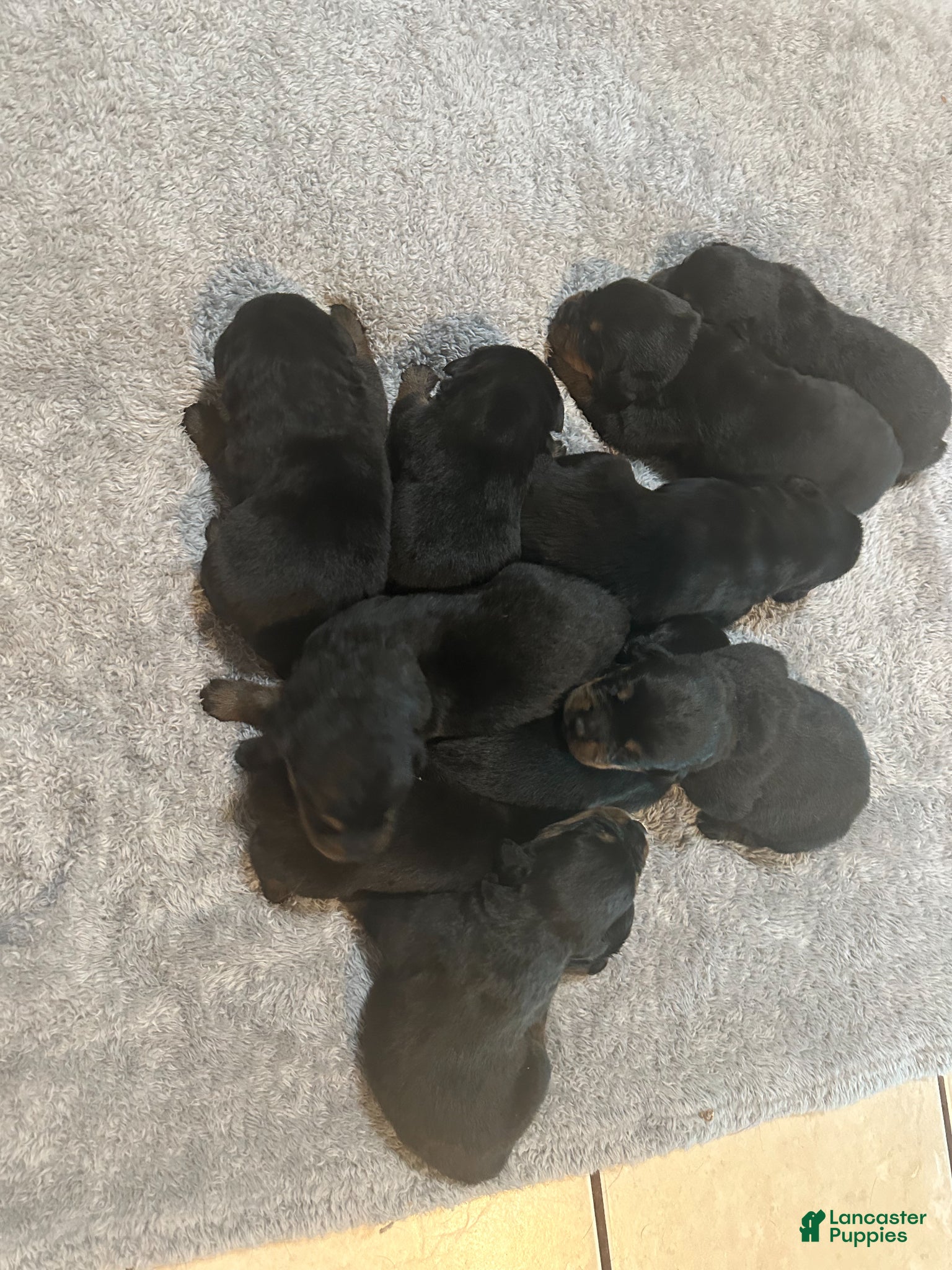 Rottweiler dogs Rottweiler Puppy 3 - Ad 1