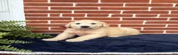 Golden Retriever dogs for sale: Georgia - Ad 1