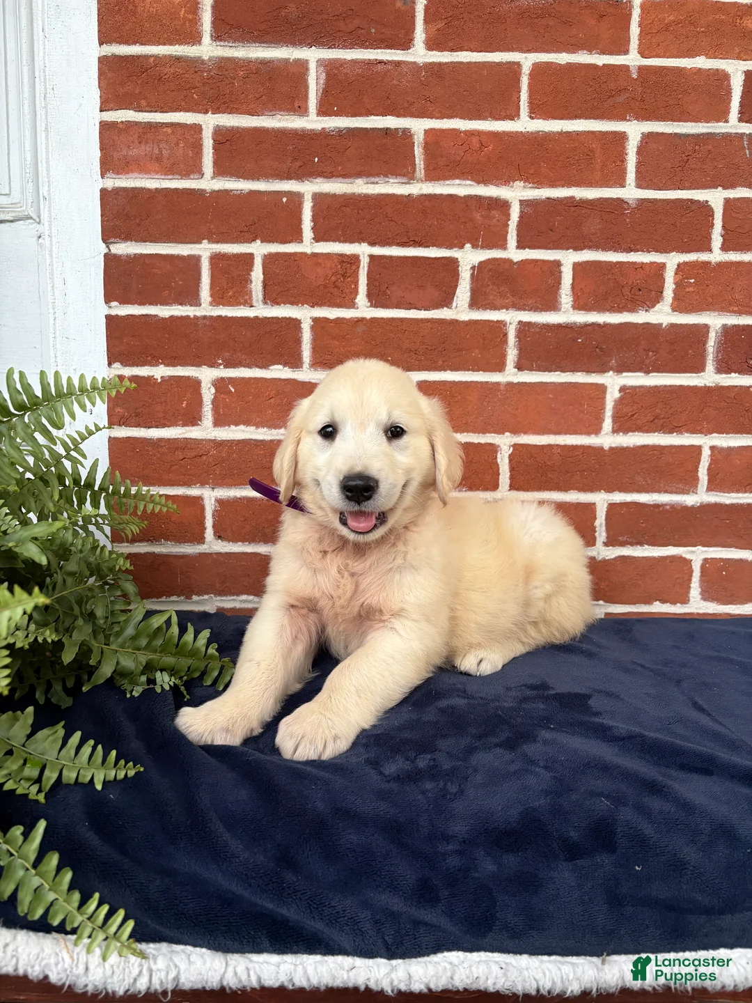 Golden Retriever dogs for sale: Georgia - Ad 1