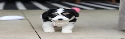 Cavachon dogs for sale: Queen - Ad 10