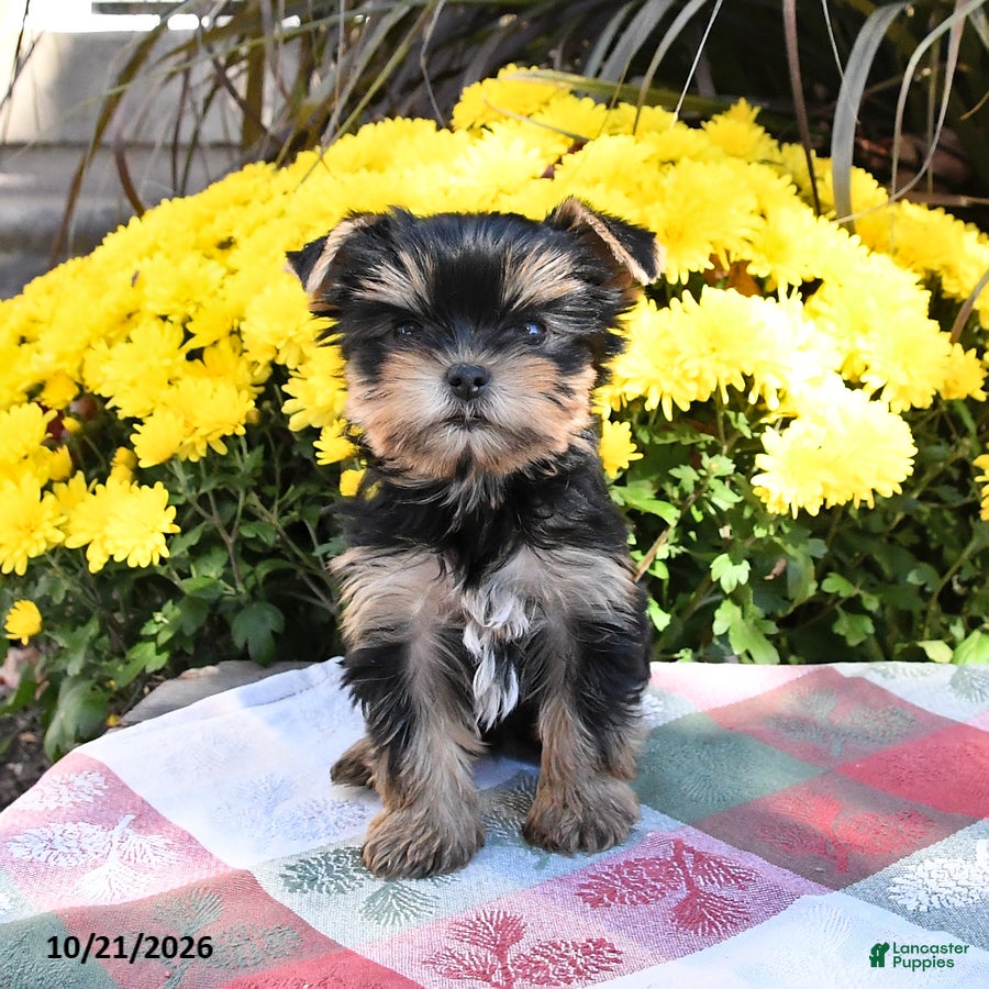 Yorkshire Terrier dogs Teacup - Ad 1
