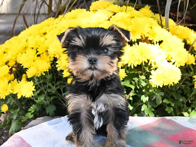 Yorkshire Terrier dogs Teacup - Ad 1