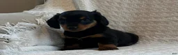 Miniature Dachshund dogs for sale: Alexis - Ad 6