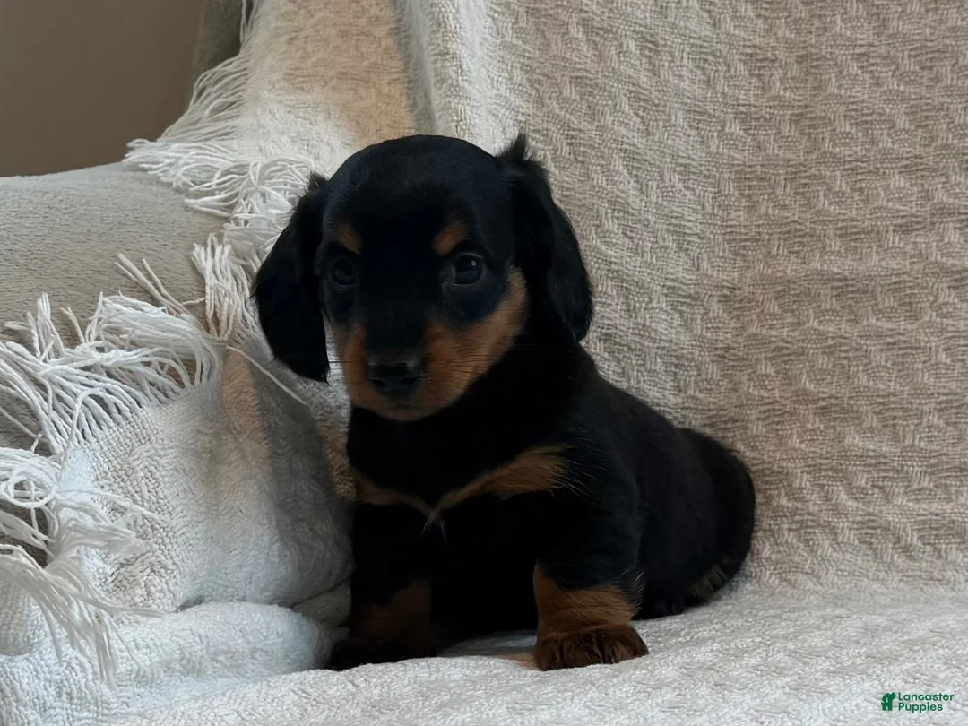 Miniature Dachshund dogs for sale: Alexis - Ad 6