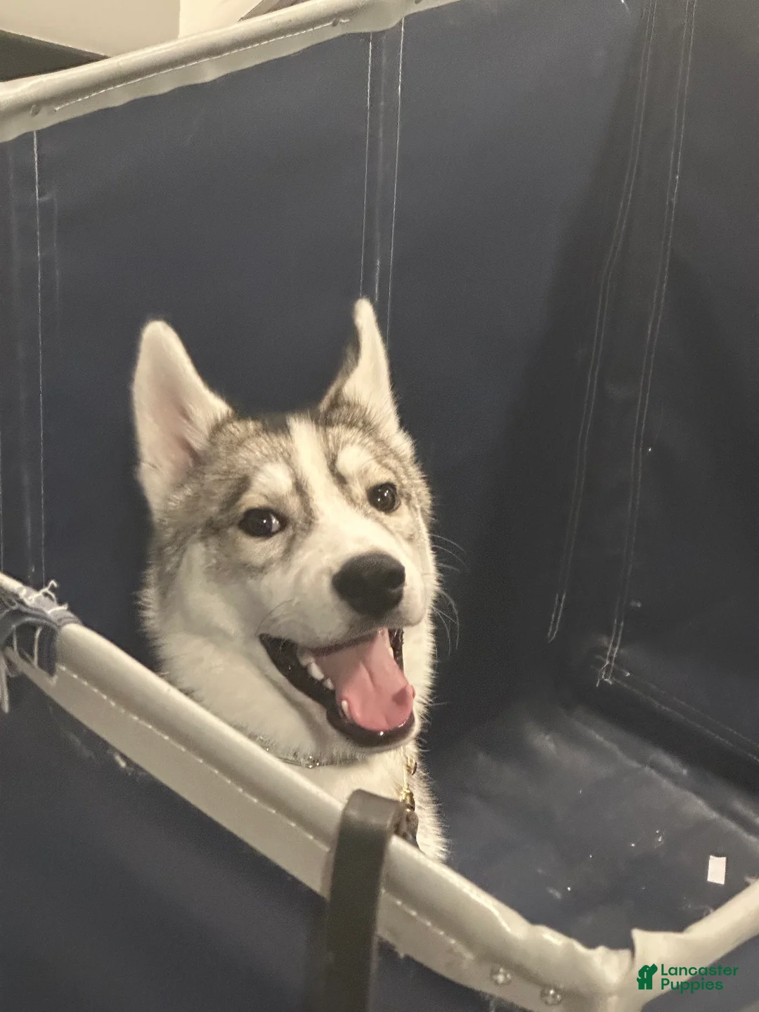 Siberian Husky dogs for sale: Siberian Husky - Ad 9