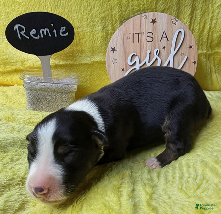 Australian Shepherd dogs Remie - Ad 1