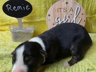 Australian Shepherd dogs for sale: Remie - Ad 4