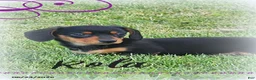 Miniature Dachshund dogs for sale: Rola - Ad 1