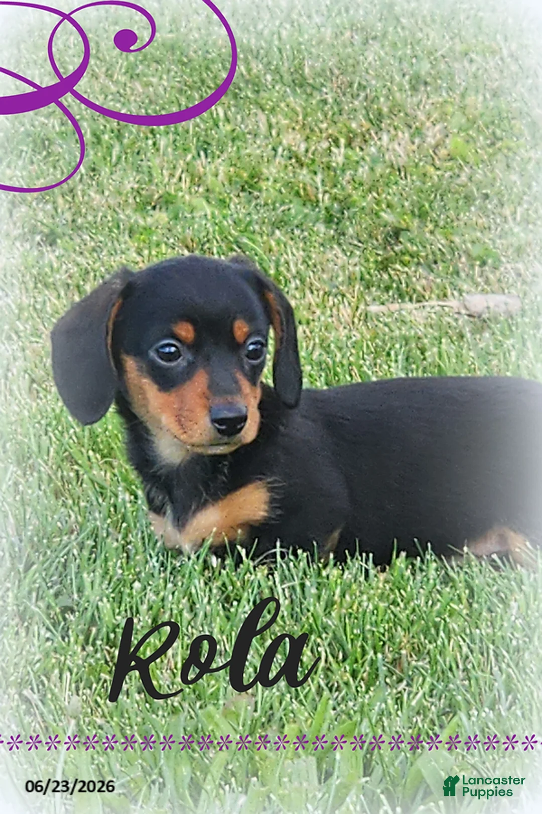 Miniature Dachshund dogs for sale: Rola - Ad 1