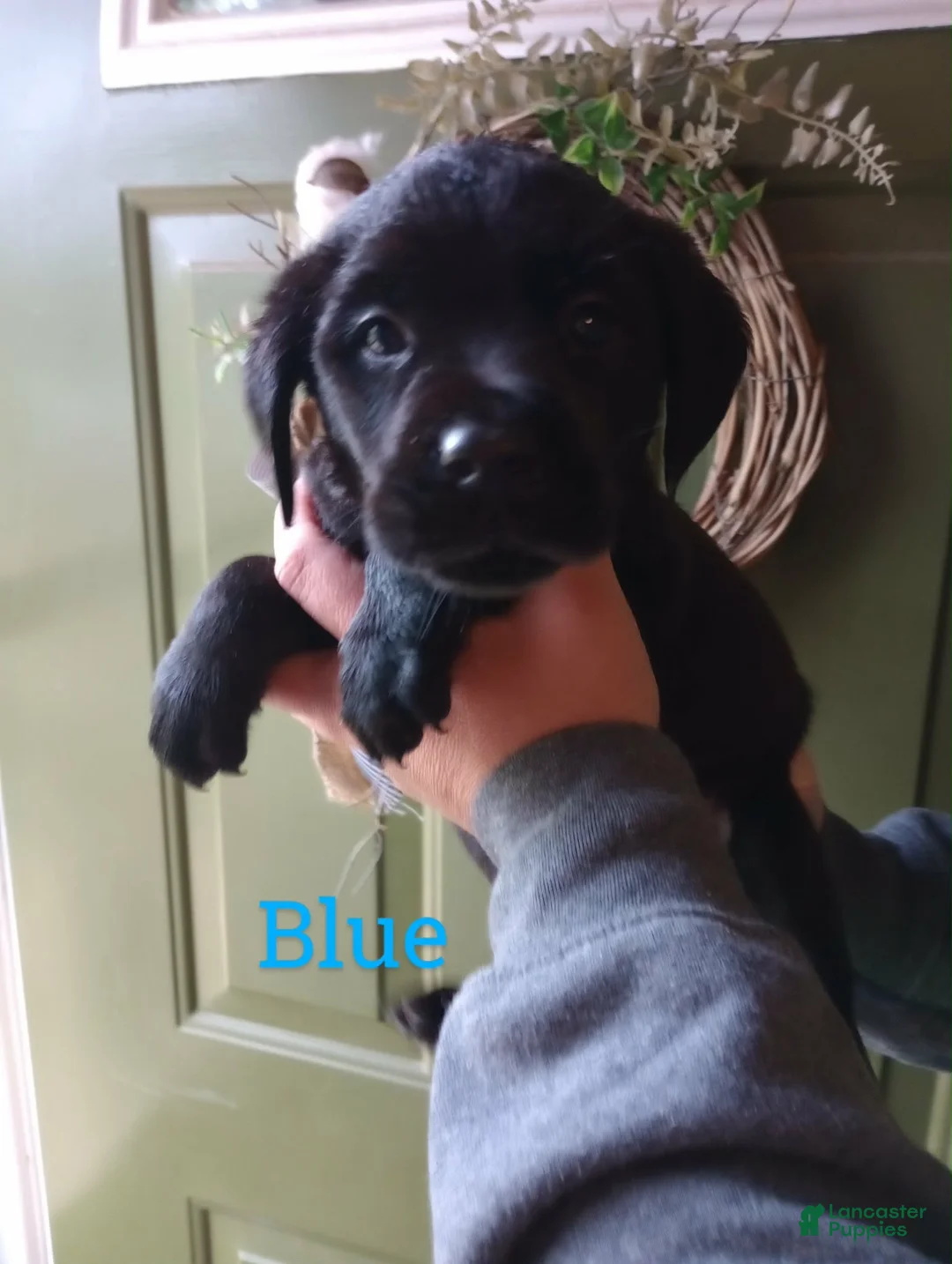 Mixed Breed dogs for sale: Mixed Breed 1 - Ad 2