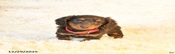 Miniature Dachshund dogs for sale: Frisky - Ad 1
