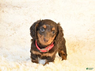 Miniature Dachshund dogs Frisky - Ad 3