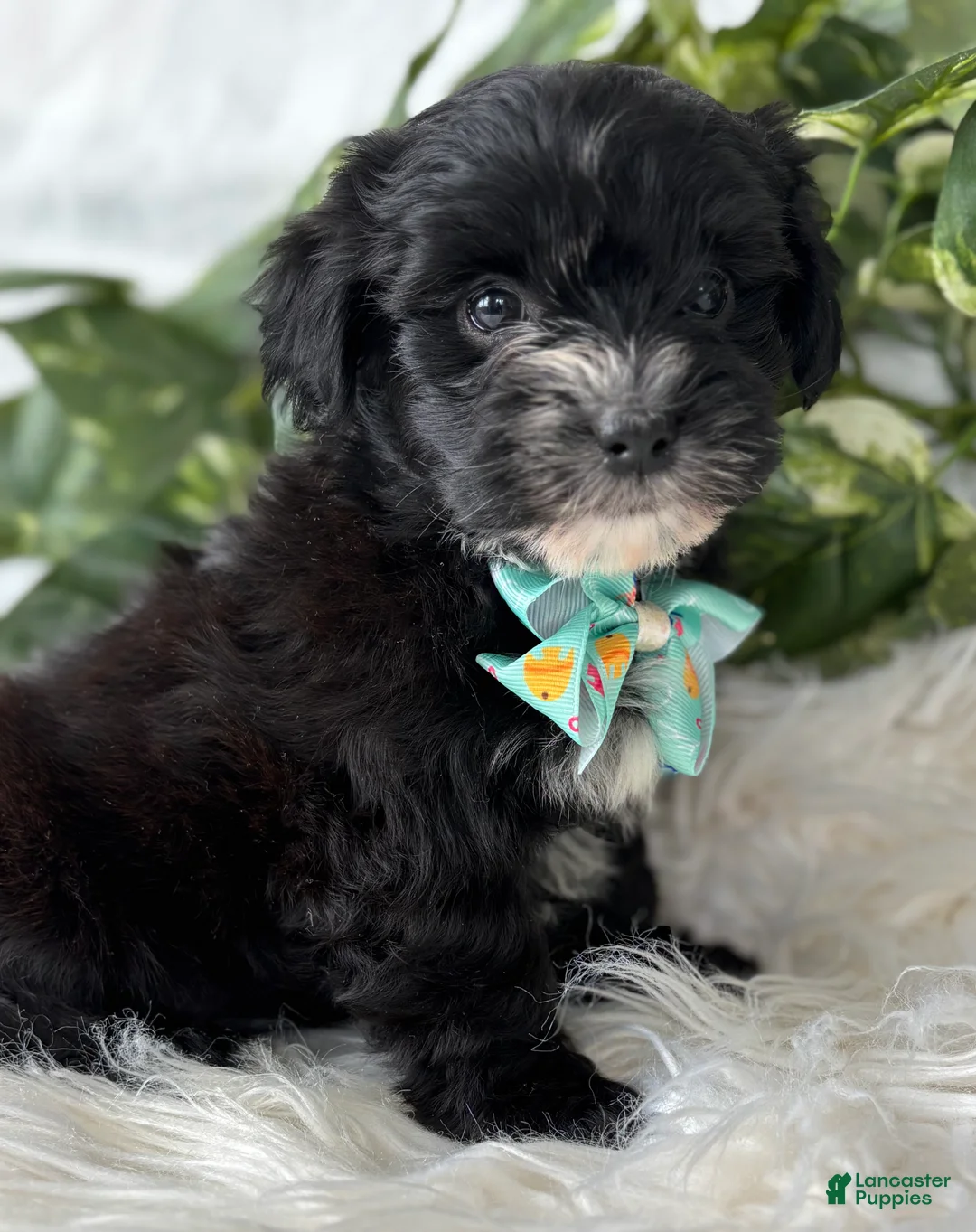 Morkie dogs for sale: Prince  - Ad 20
