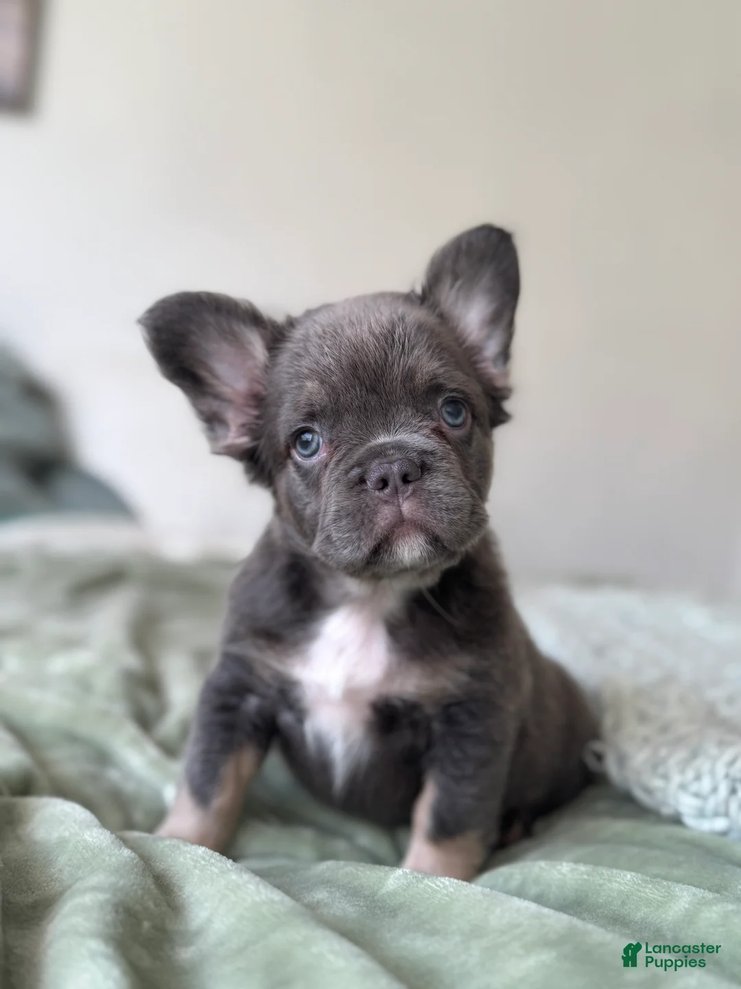 French Bulldog dogs for sale: Lilac tan Fluffy Female  - Ad 7