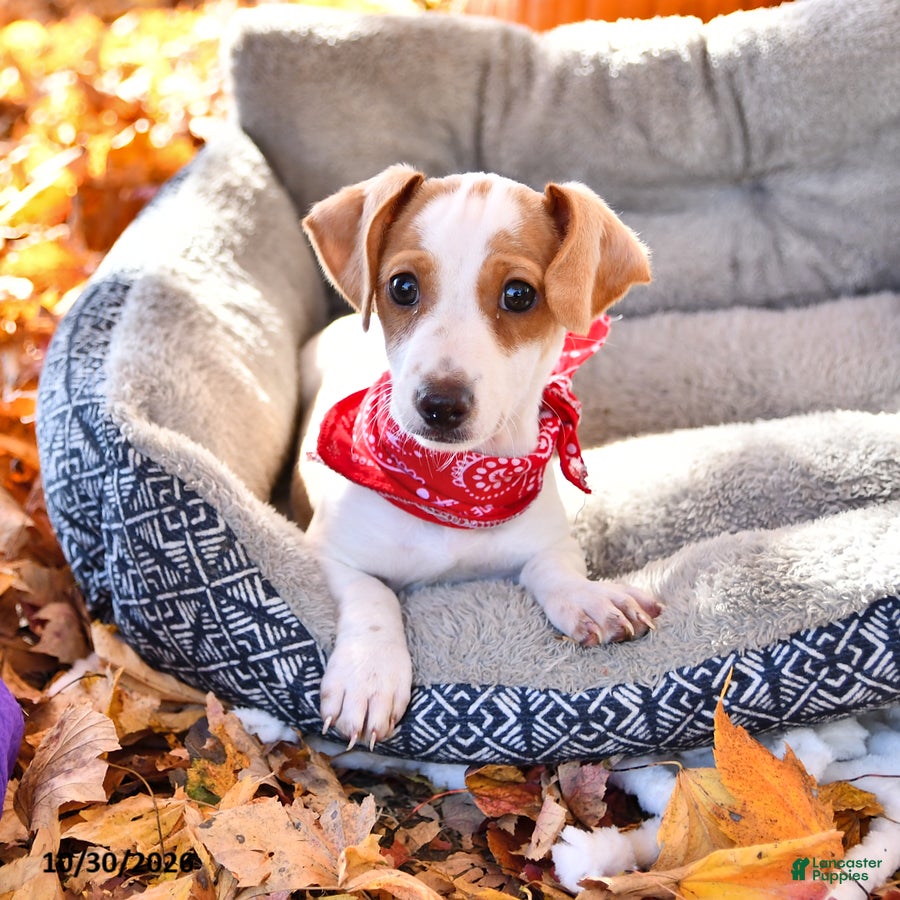 Dachshund dogs for sale: Titus - Ad 1