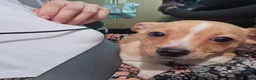 Chiweenie dogs for sale: Chiweenie Puppy 1 - Ad 10