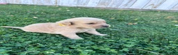 Golden Retriever dogs for sale: Tucker (yellow) - Ad 7