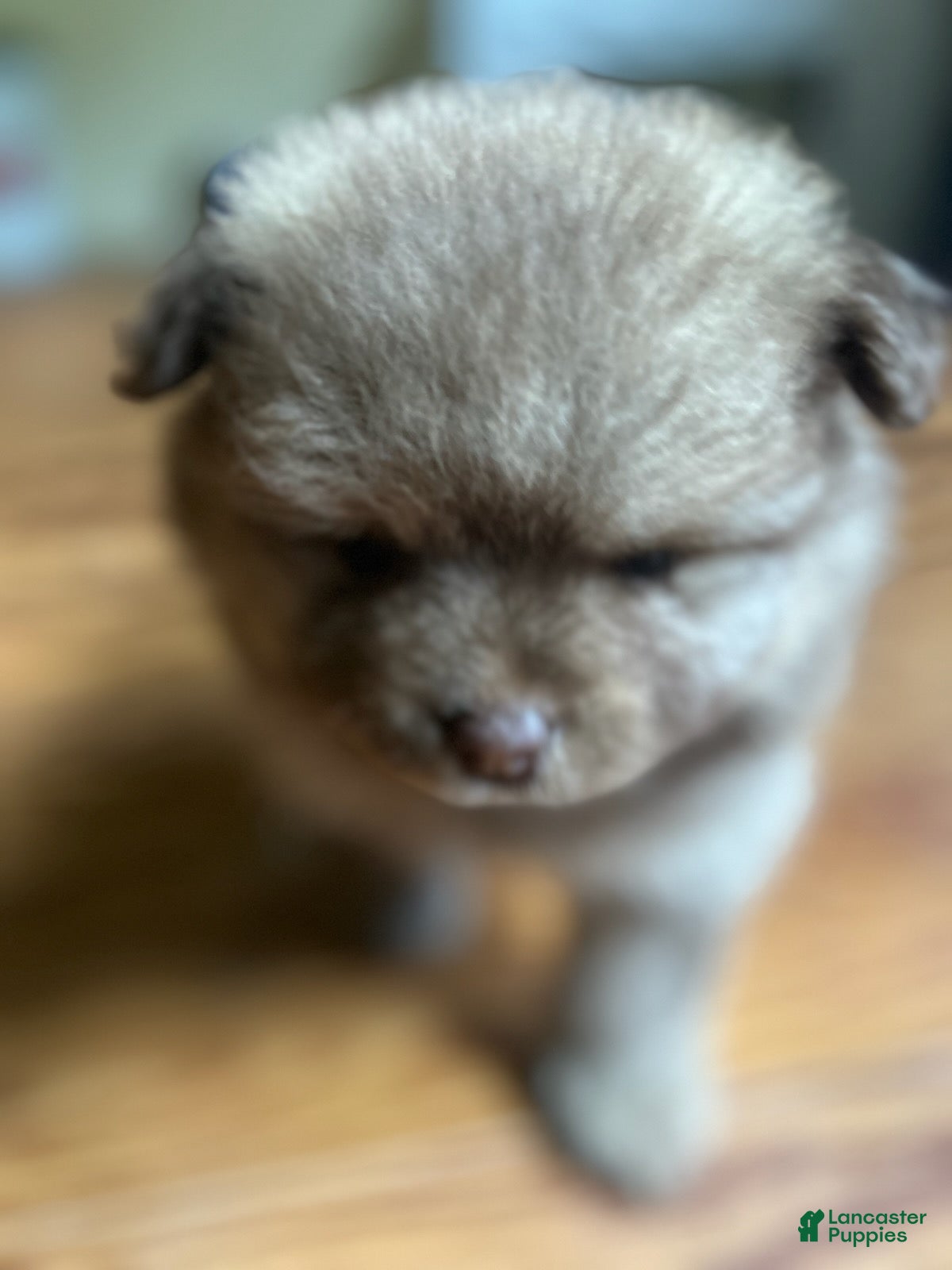 Pomeranian dogs Ptolomy - Ad 2