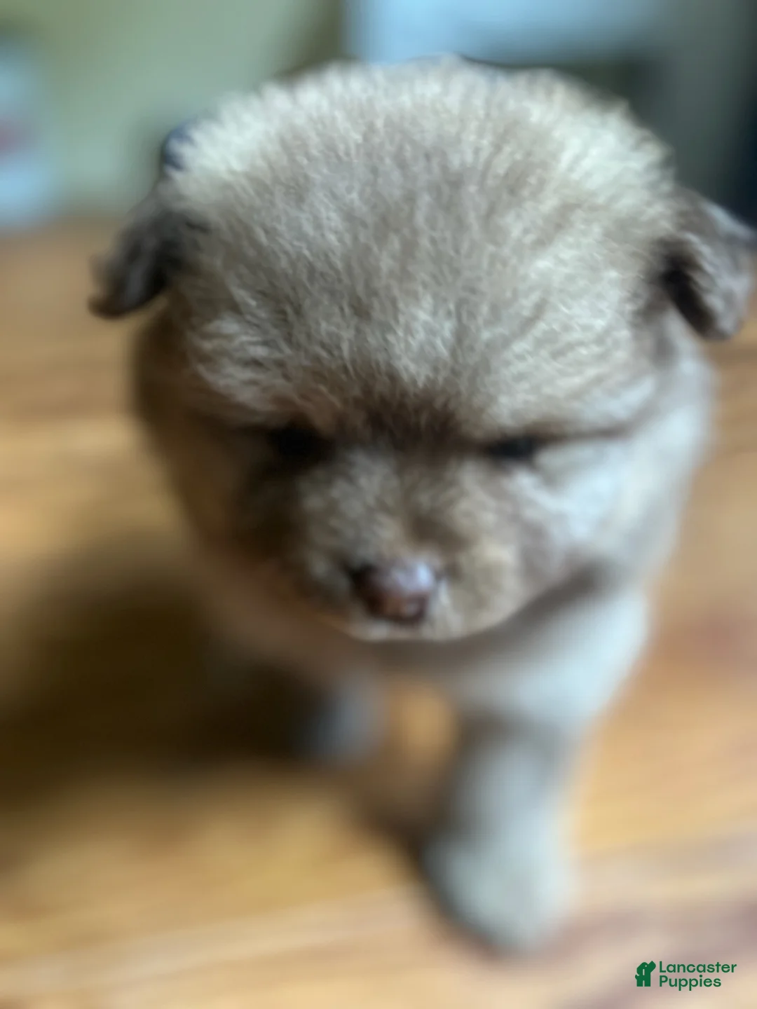 Pomeranian dogs for sale: Ptolomy - Ad 2