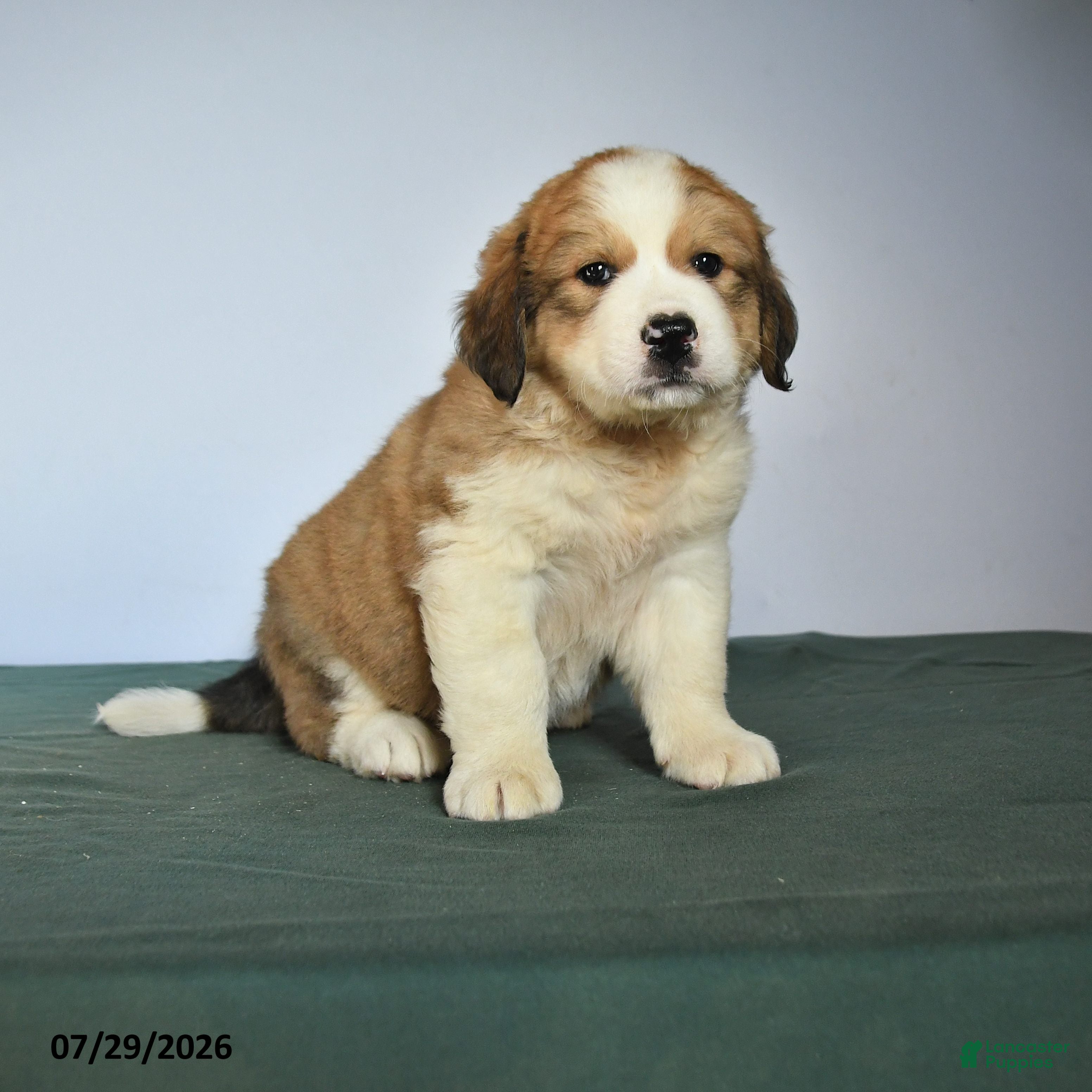 Mixed Breed dogs Chubs - Ad 1