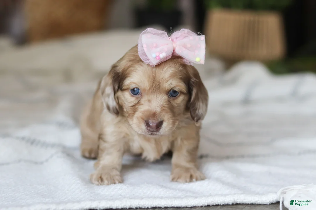 Miniature Dachshund dogs for sale: Schnitzel - Ad 2