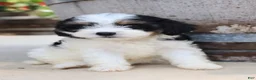 Cavapoo dogs for sale: Andouille - Ad 8
