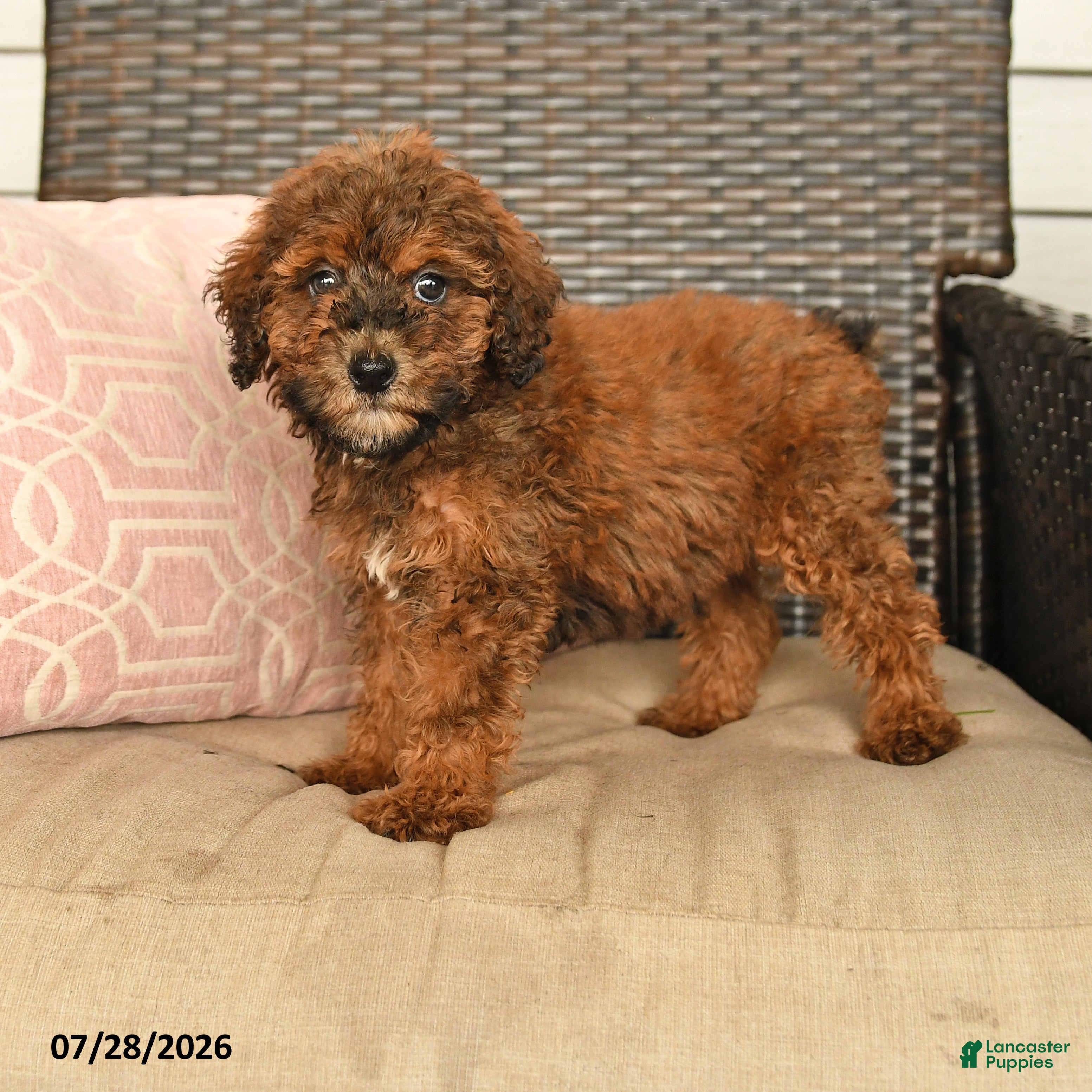 Miniature Poodle dogs Nelson - Ad 1