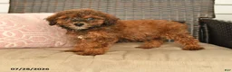 Miniature Poodle dogs for sale: Nelson - Ad 1
