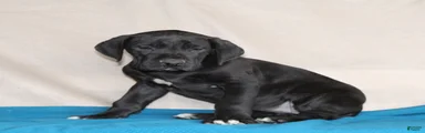 Bella 