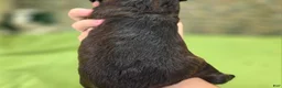 Cockapoo dogs for sale: Tinkerbell - Ad 5