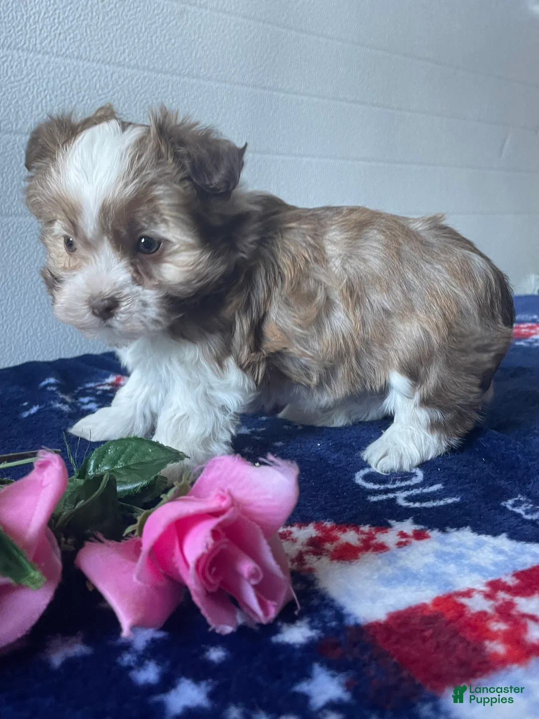 Havanese dogs for sale: Lily - Ad 2