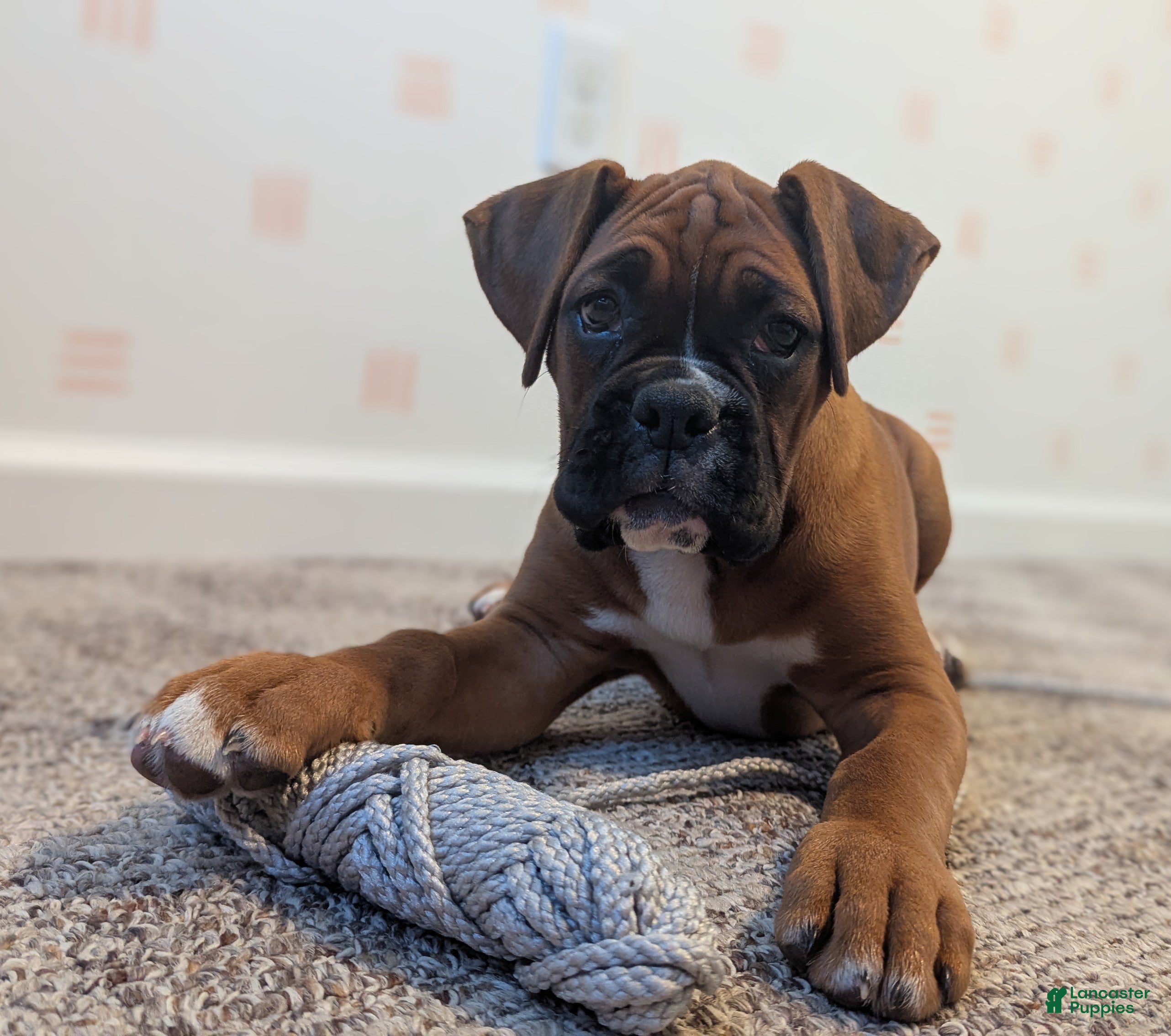 Boxer dogs Sienna - Ad 2