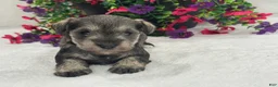 Miniature Schnauzer dogs for sale: Josie Female 4 - Ad 2