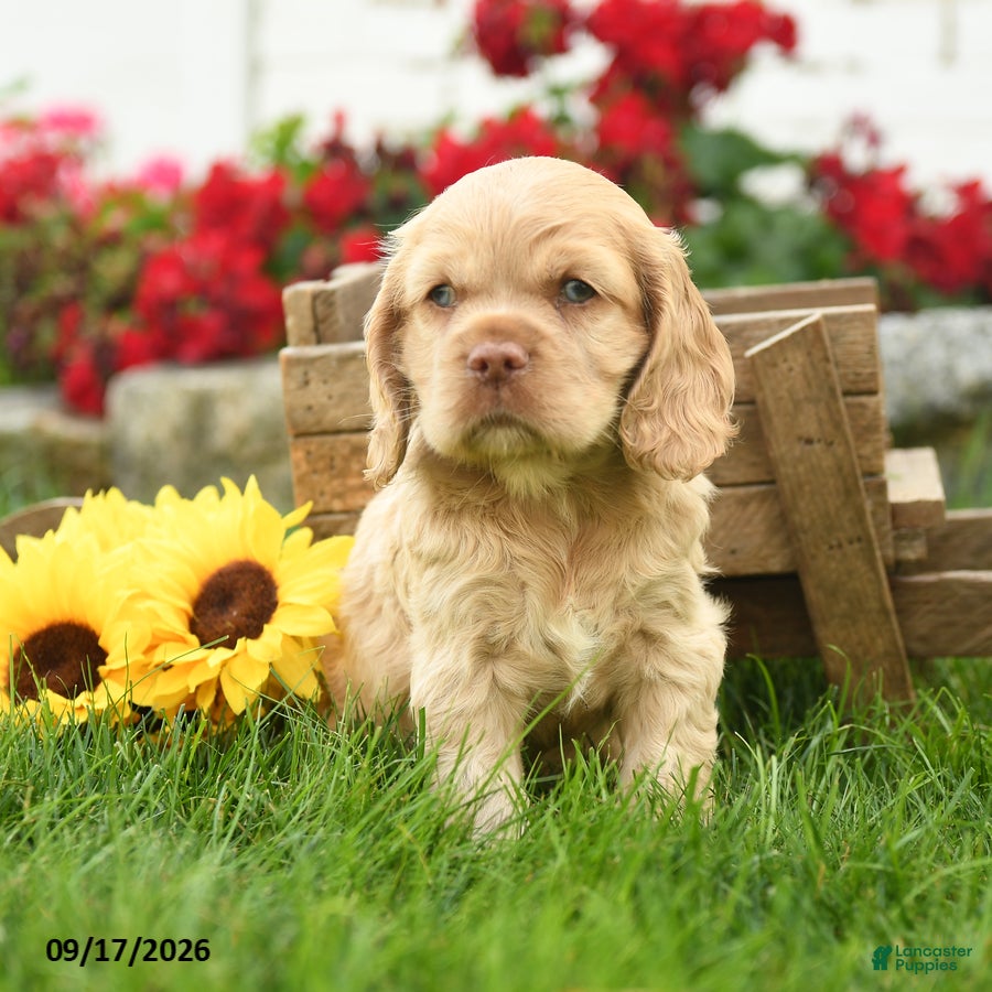 English Cocker Spaniel dogs Winnie - Ad 1