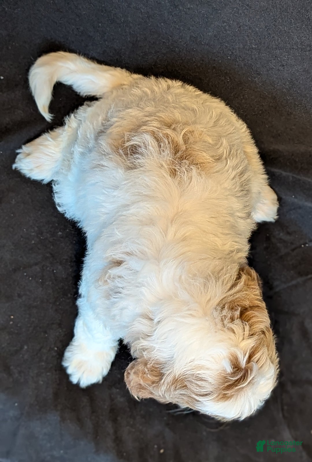 Goldendoodle dogs for sale: Honey  - Ad 5