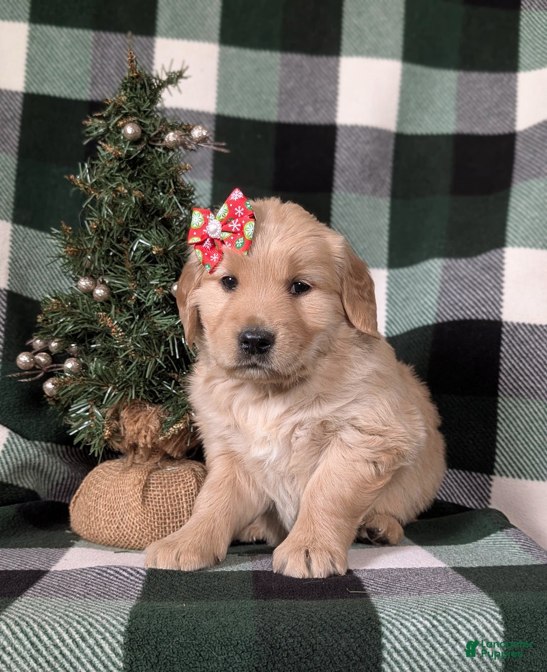 Golden Retriever dogs for sale: Carrie - Ad 2