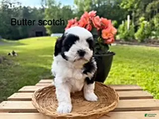 Shihpoo dogs Butter Scotch - Ad 18