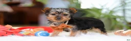 Yorkshire Terrier dogs for sale: Trevor - Ad 5