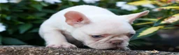 French Bulldog dogs for sale: Ronnie🐾 - Ad 18