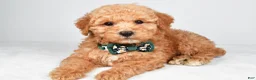 Miniature Poodle dogs for sale: Alex - Ad 7