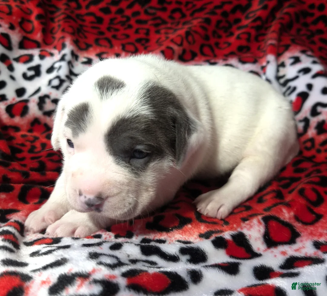 Mixed Breed dogs for sale: "SZA"  - Ad 5