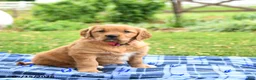 Golden Retriever dogs for sale: Coral - Ad 3