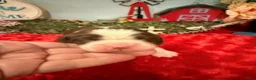 English Springer Spaniel dogs for sale: Red collar - Ad 3