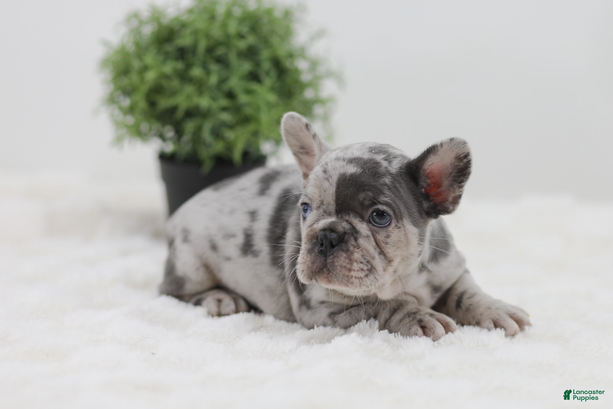 French Bulldog dogs Gina - Ad 2