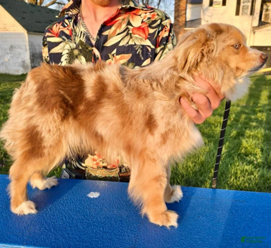 Aussiedoodle dogs for sale: Mike Wheeler - Ad 4