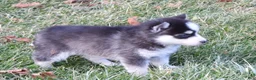 Pomsky dogs for sale: Ashley - Ad 3