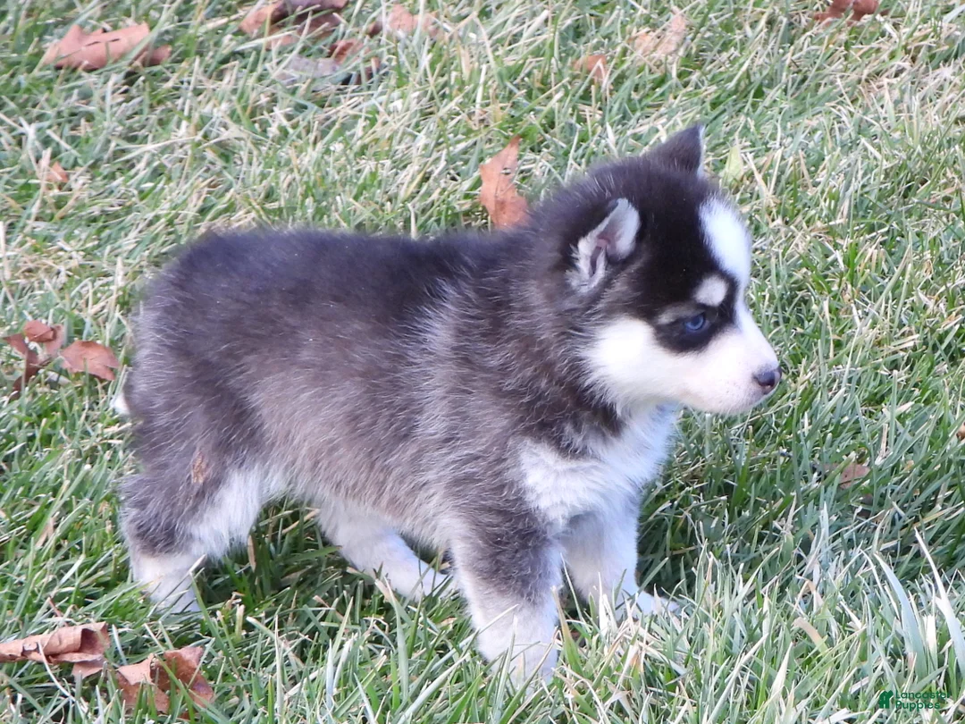 Pomsky dogs for sale: Ashley - Ad 3