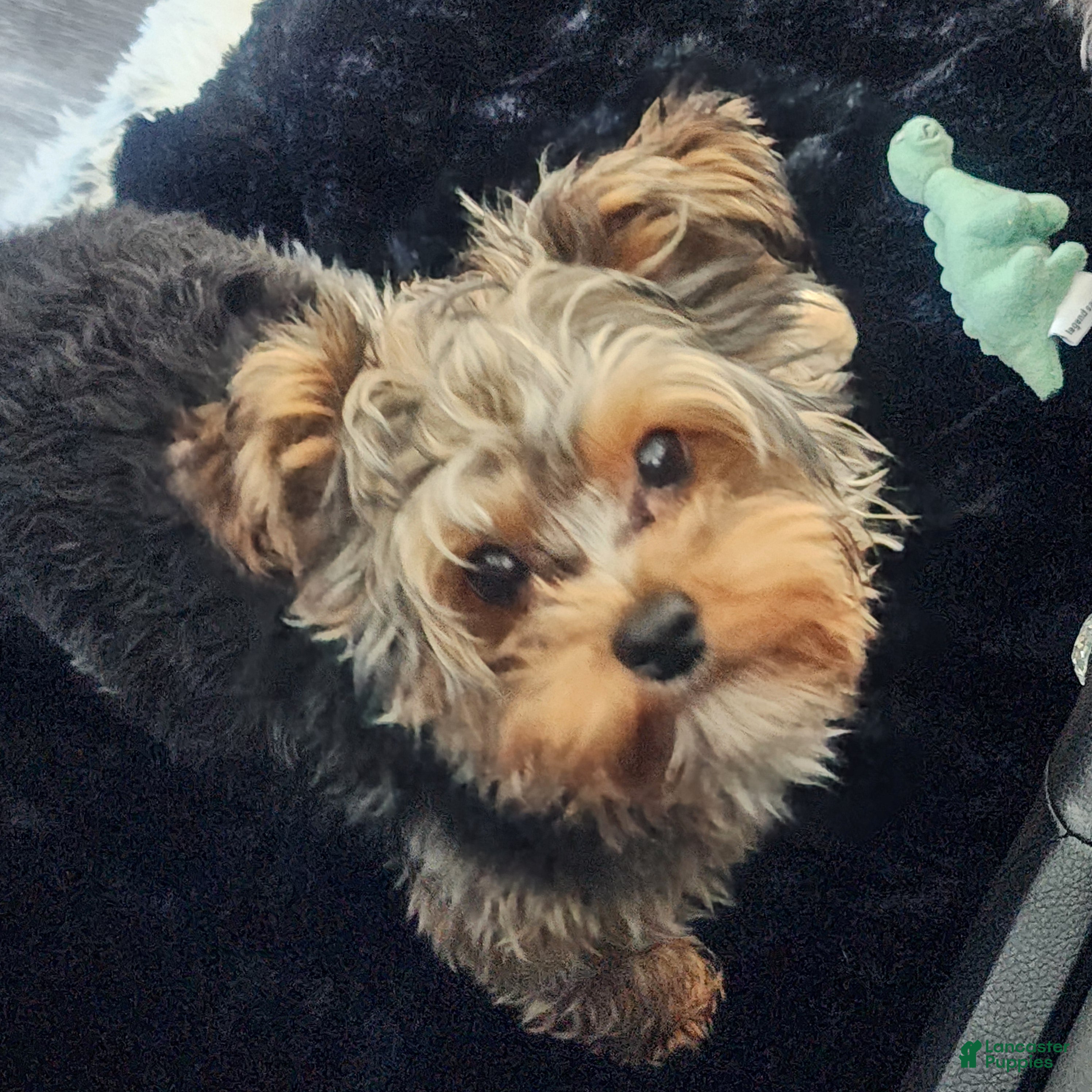 Yorkiepoo dogs Mr. Buttons - Ad 1