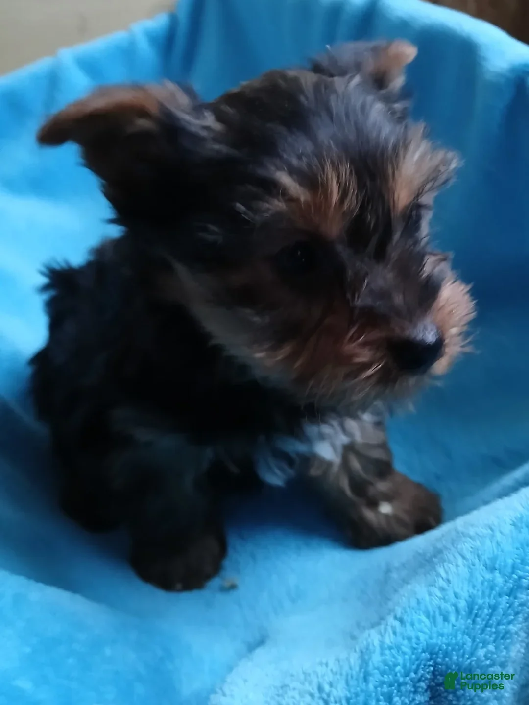 Yorkshire Terrier dogs for sale: Sarah - Ad 2