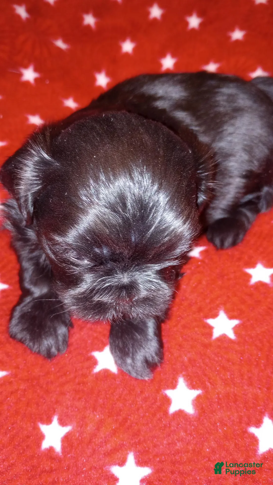 Shih Tzu dogs for sale: Shih Tzu Puppy 3 - Ad 1